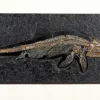Fossiler Ichthyosaurier