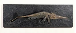 Fossiler Ichthyosaurier
