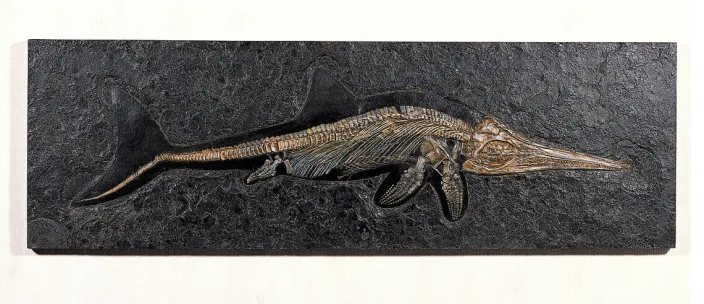 Fossiler Ichthyosaurier